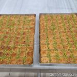 professional baklava workshop course sultanahmet istanbul turkey